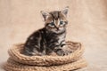 Cute kitten color tabby sitting in a basket woven from wool