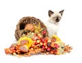 Cute kitten and corucopia Royalty Free Stock Photo