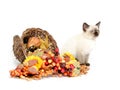 Cute kitten and corucopia Royalty Free Stock Photo