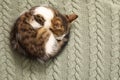 Cute kitten curled up on plaid, top view with space for text. Baby animal