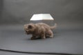 Cute kitten with a diamond toy Royalty Free Stock Photo