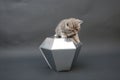 Cute kitten with a diamond toy Royalty Free Stock Photo