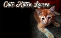 cute kitten domestic cats orange color illustration