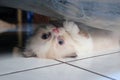 Cute kitten expression hiding Royalty Free Stock Photo