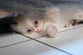 Cute kitten expression hiding Royalty Free Stock Photo