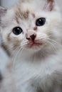Cute kitten expression Royalty Free Stock Photo