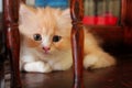 Cute kitten expression Royalty Free Stock Photo