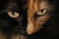 Cute Kitten Face. Looking Cat Eyes Portrait. Royalty Free Stock Photo