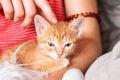 Cute kitten in female hands. Pet owner and her pet, lovely animals. Ginger baby cat relaxing, cozy sleep and nap time