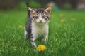 Cute kitten with a flower