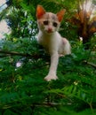 Cute cat on the flower tree