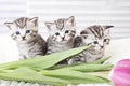 Lovely kittens with tulip flowers Royalty Free Stock Photo