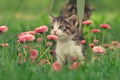 Cute kitten smelling the flowers