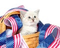 Cute kitten with Fourth of July decorations