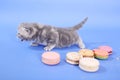 Cute kitten among french macaron cakes