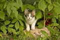 Cute kitten in the garden
