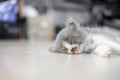 Cute kitten with gray and white fur is sleeping on the floor Royalty Free Stock Photo