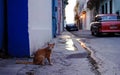 A cute kitten on the Habana street