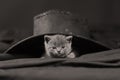 Cute kitten with hat on its head Royalty Free Stock Photo