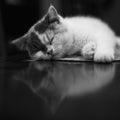 Kitten Cat Nap and Reflection Royalty Free Stock Photo