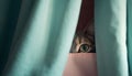 Cute kitten hiding behind curtain, peeking out generated by AI Royalty Free Stock Photo