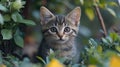 Cute kitten hiding in garden bushes Royalty Free Stock Photo