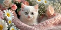 Cute Kitten Hiding in a Knitted Blanket Among Flowers Royalty Free Stock Photo