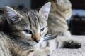 Cute kitten and his mother. small kitten with mother close up.