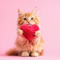 Cute Kitten Holding Heart Royalty Free Stock Photo
