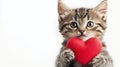 Cute kitten holding heart shaped with copy space for text, white background Royalty Free Stock Photo