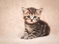 Cute kitten with innocent eyes lying on a beige bedspread