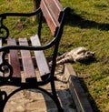 cute kitten is laying in the park and enjoying the summer bright sun, Bulgaria Royalty Free Stock Photo