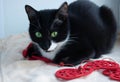 Cute kitten laying on red hearts, looking lonely.Concepts of love, loneliness, missing you, valentine`s day, broken heart, feelin Royalty Free Stock Photo