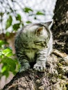 A cute kitten learns to take the first independent steps