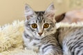 Cute kitten lies on bed in rays of the sun. Portrait of beautiful gray tabby cat. small adorable kitten is resting on white fur Royalty Free Stock Photo