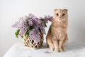 Cute kitten with lilac flowers bouquet on white background. Concept for a spring greeting card, poster, invitation. Happy birthday Royalty Free Stock Photo
