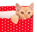 Cute kitten look out of the red gift box