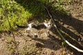 Cute kitten looking for the camera in a garden Royalty Free Stock Photo