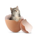 Cute kitten looking out of cracked eggshell on white background. Baby animal Royalty Free Stock Photo