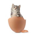 Cute kitten looking out of cracked eggshell on white background. Baby animal Royalty Free Stock Photo