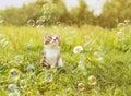 Cute kitten looking at soap bubbles Royalty Free Stock Photo