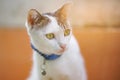 Cute kitten looking at something in soft focus Royalty Free Stock Photo