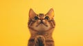 A Cute Kitten Looking Up Royalty Free Stock Photo