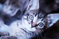 Cute kitten looks at the camera Royalty Free Stock Photo