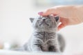 Cute kitten loves being stroked by woman`s hand