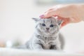 Cute kitten loves being stroked by woman`s hand