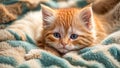 Cute kitten lying in a blanket