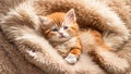 Cute kitten lying in a blanket eyes