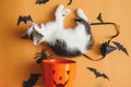 Cute Kitten Lying And Meowing At Halloween Trick Or Treat Bucket And Black Bats On Orange Background. Funny Kitty Yawning At Jack