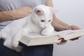 Cute kitten lying on old book isolated on white background Royalty Free Stock Photo